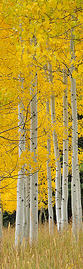 Enjoy the natural beauty found throughout the Aspen, CO area year-round!